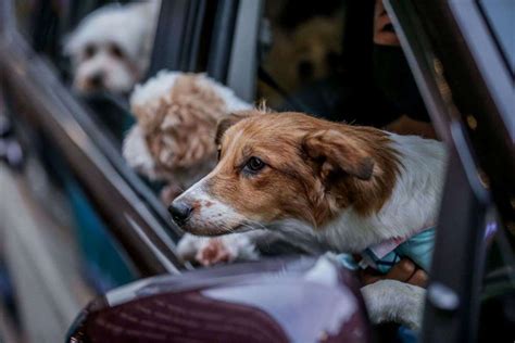 7. Pet Injury Coverage