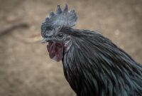 Resep Ayam Bakar Madu Spesial yang Sempurna untuk Acara Keluarga Resep Ayam Bakar Madu Spesial yang Sempurna untuk Acara Keluarga