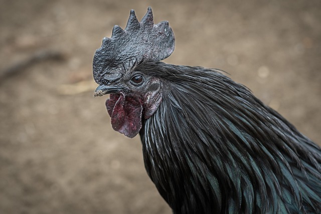Resep Ayam Bakar Madu Spesial yang Sempurna untuk Acara Keluarga